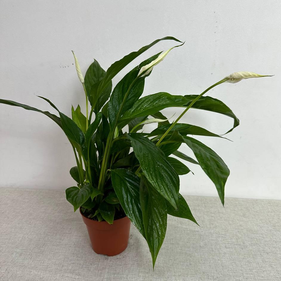 Спатифиллум (Spathiphyllum) 13 см