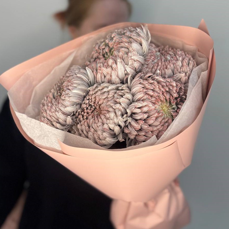 5 хризантем премиум цвета какао