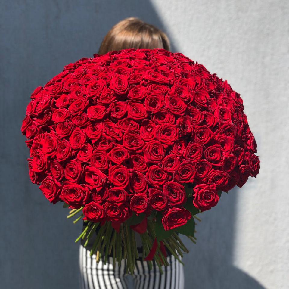 151 красная роза 60 см