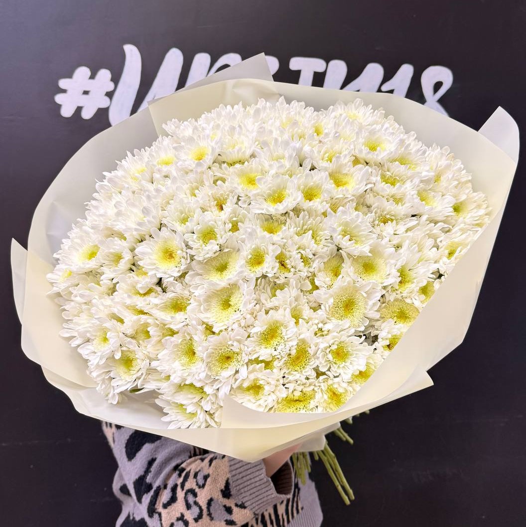 51 белая кустовая хризантема
