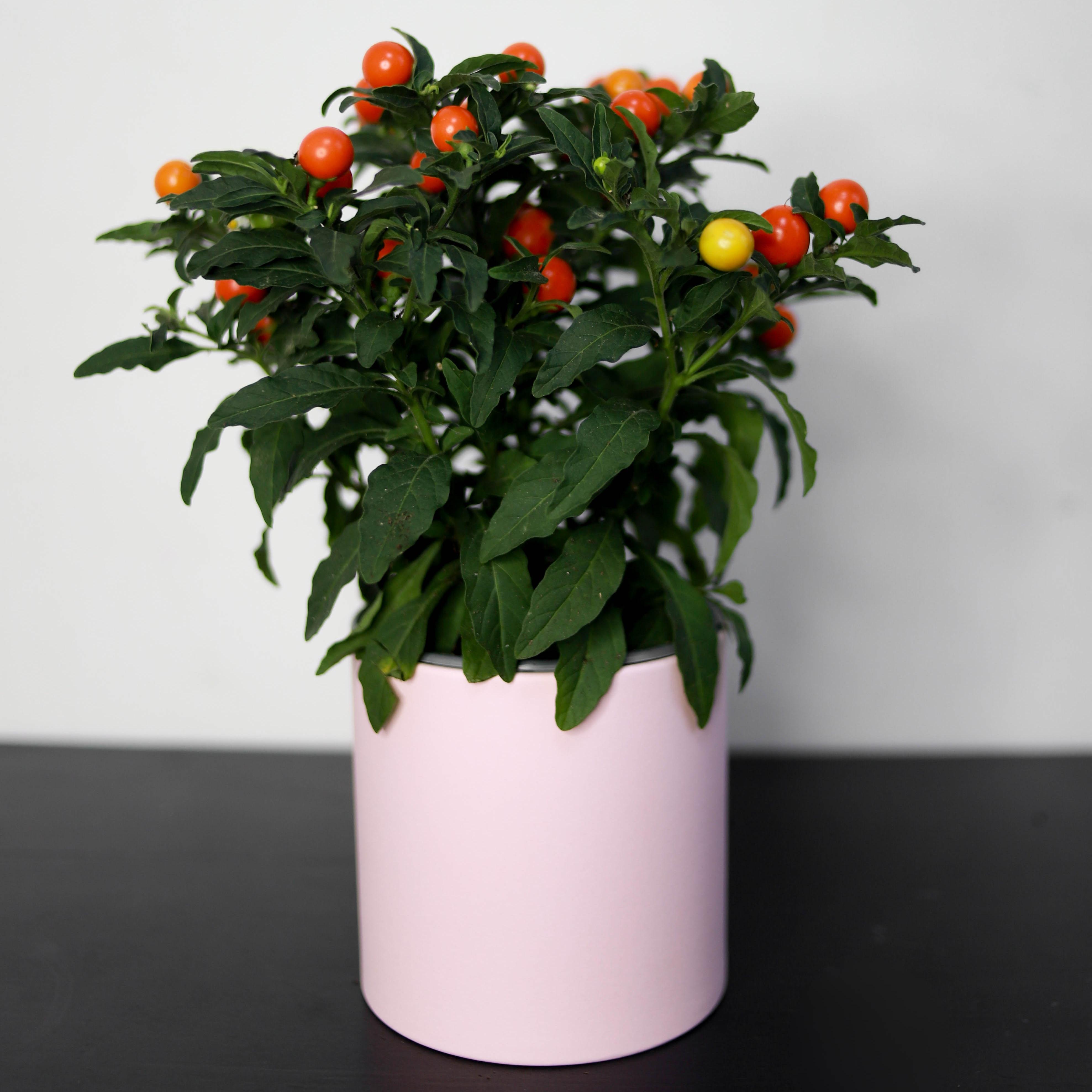 Паслен (Solanum) 12 см