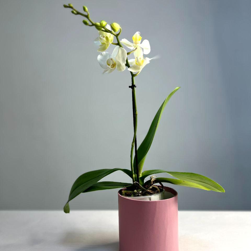 Орхидея Фаленопсис белая (Phalaenopsis) 12 см
