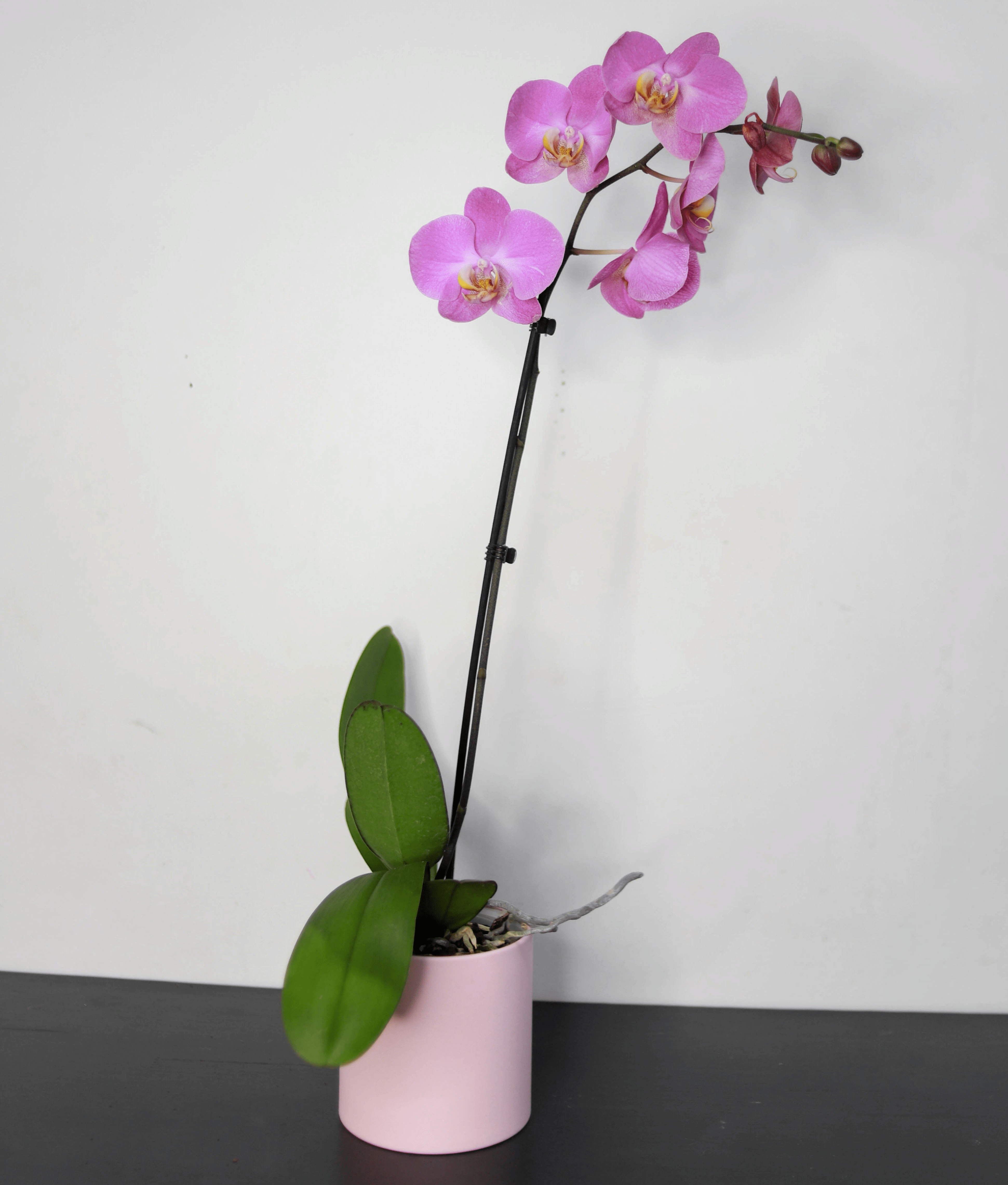 Орхидея Фаленопсис сиреневая (Phalaenopsis) 12 см